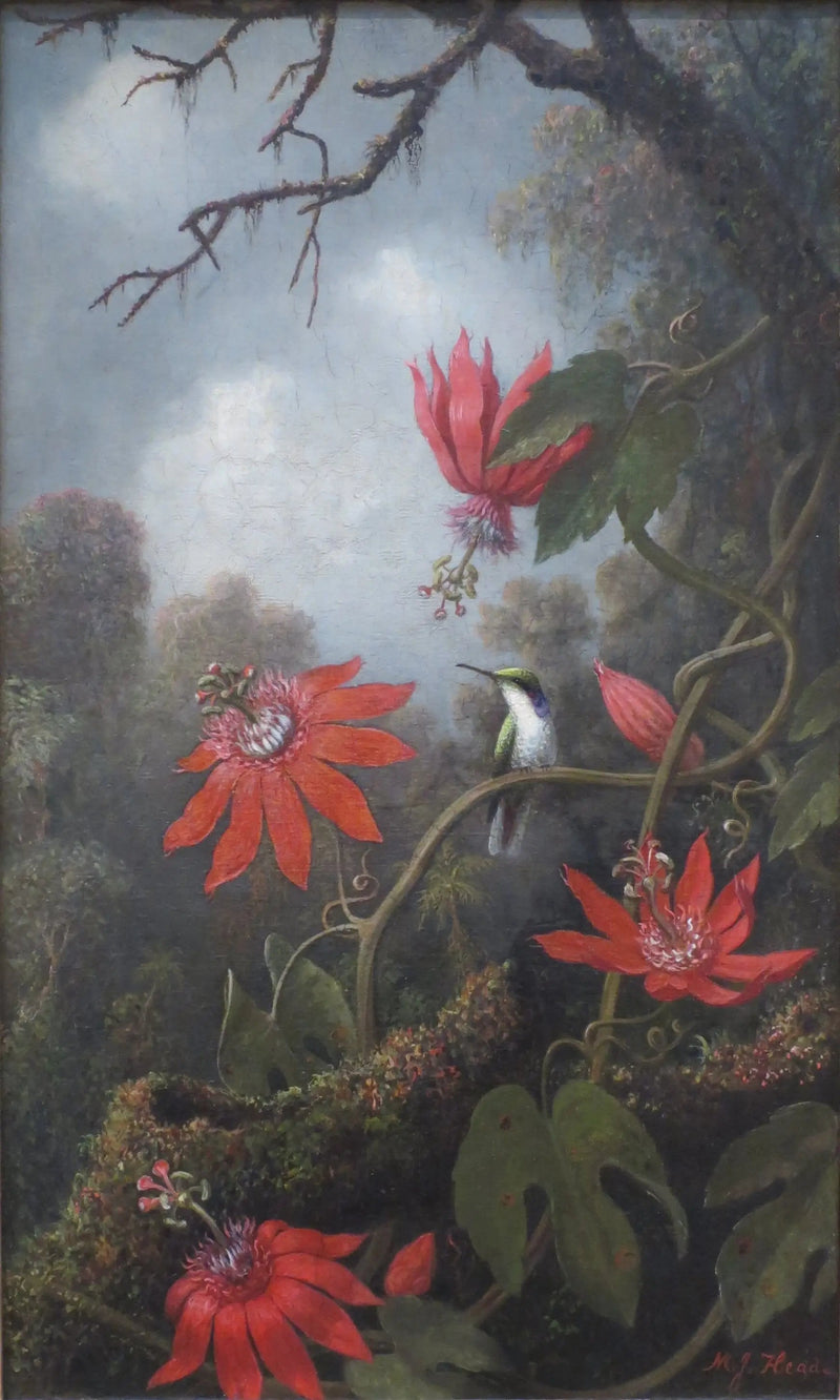Colibrì e passiflore - Martin Johnson Heade