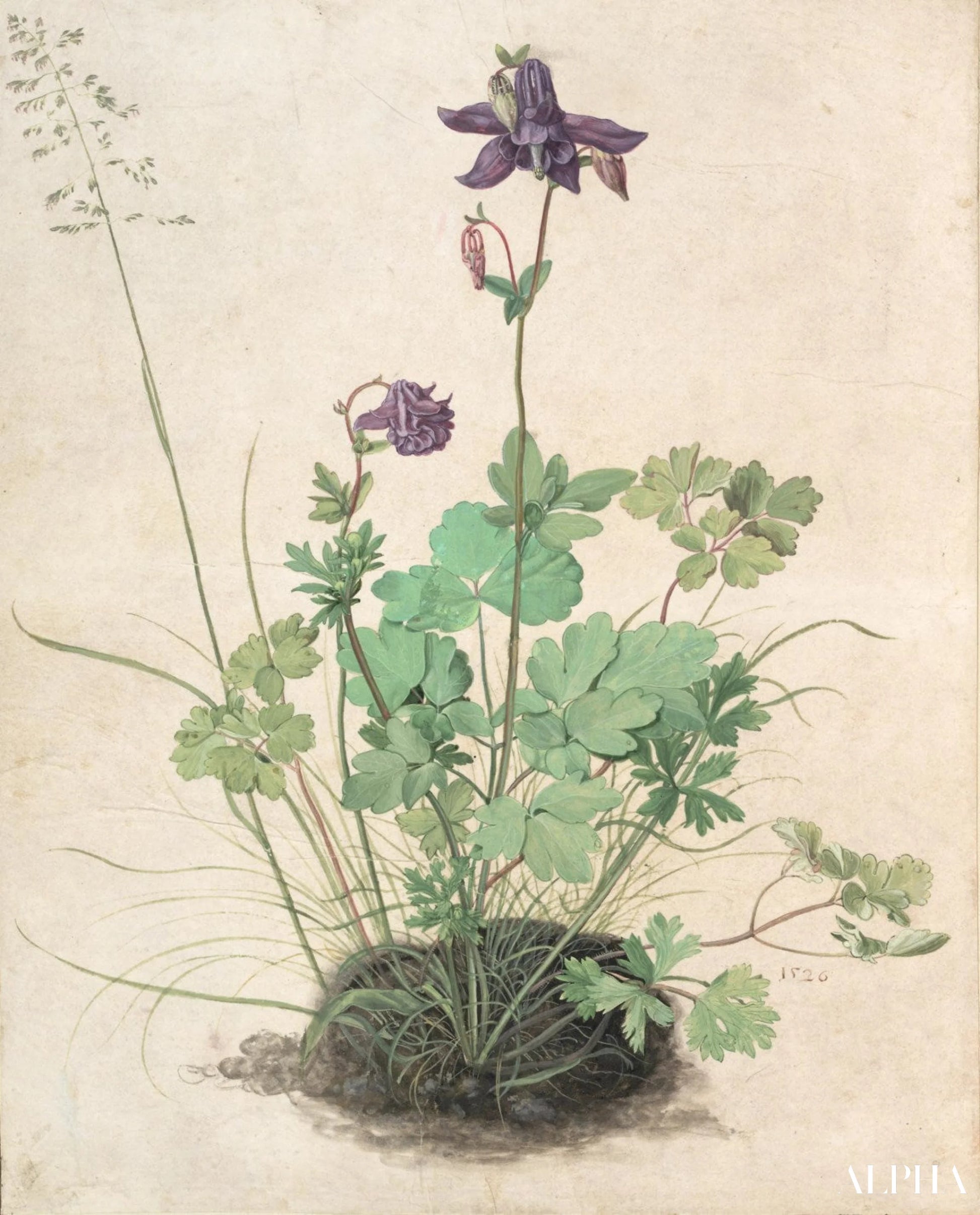 Reproduction du tableau « Columbine - Albrecht Dürer » par Alpha Reproduction en peinture à l’huile