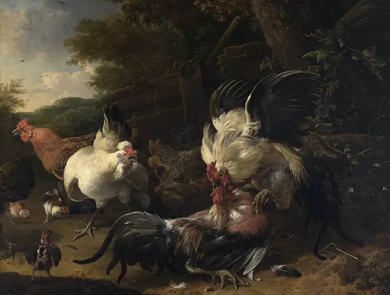Combats de polli - Melchior de Hondecoeter