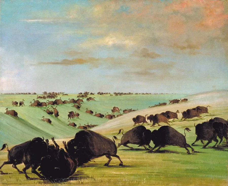 Combats de tori di bufalo durante la stagione delle corse, Haut-Missouri - George Catlin