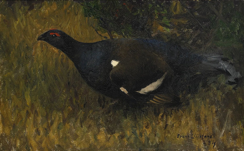 Gallo cedrone - Bruno Liljefors