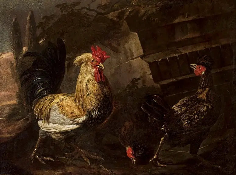Gallo e galline. - Melchior de Hondecoeter