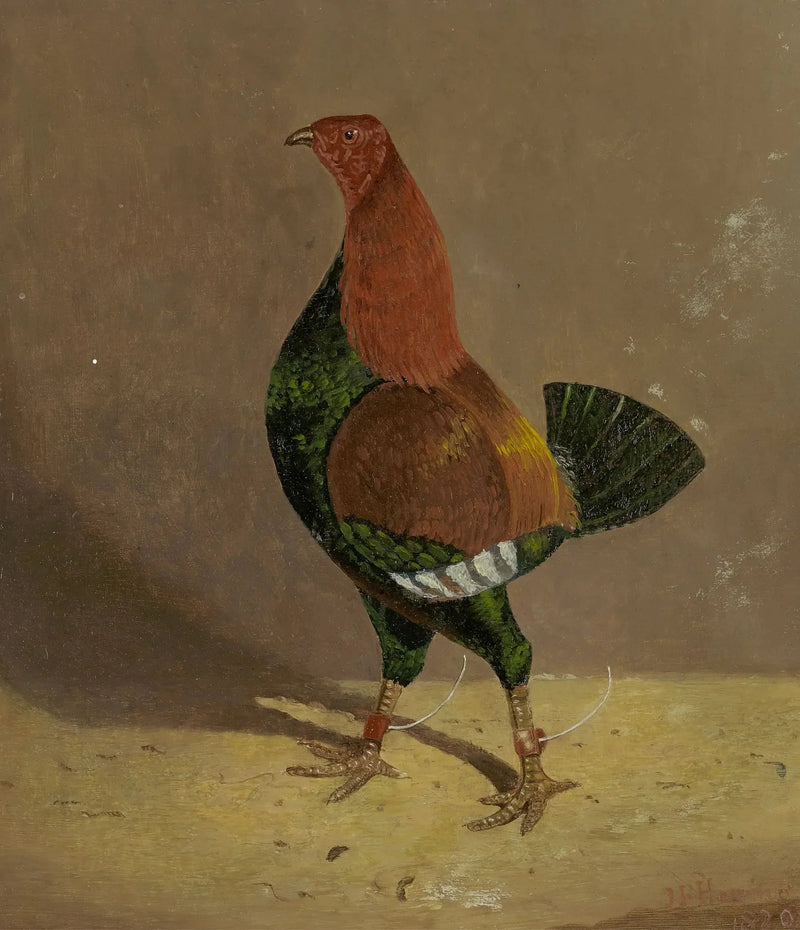 Gallo da combattimento : un gallo da combattimento con petto scuro, rivolto a sinistra - John Frederick Herring, Sr.