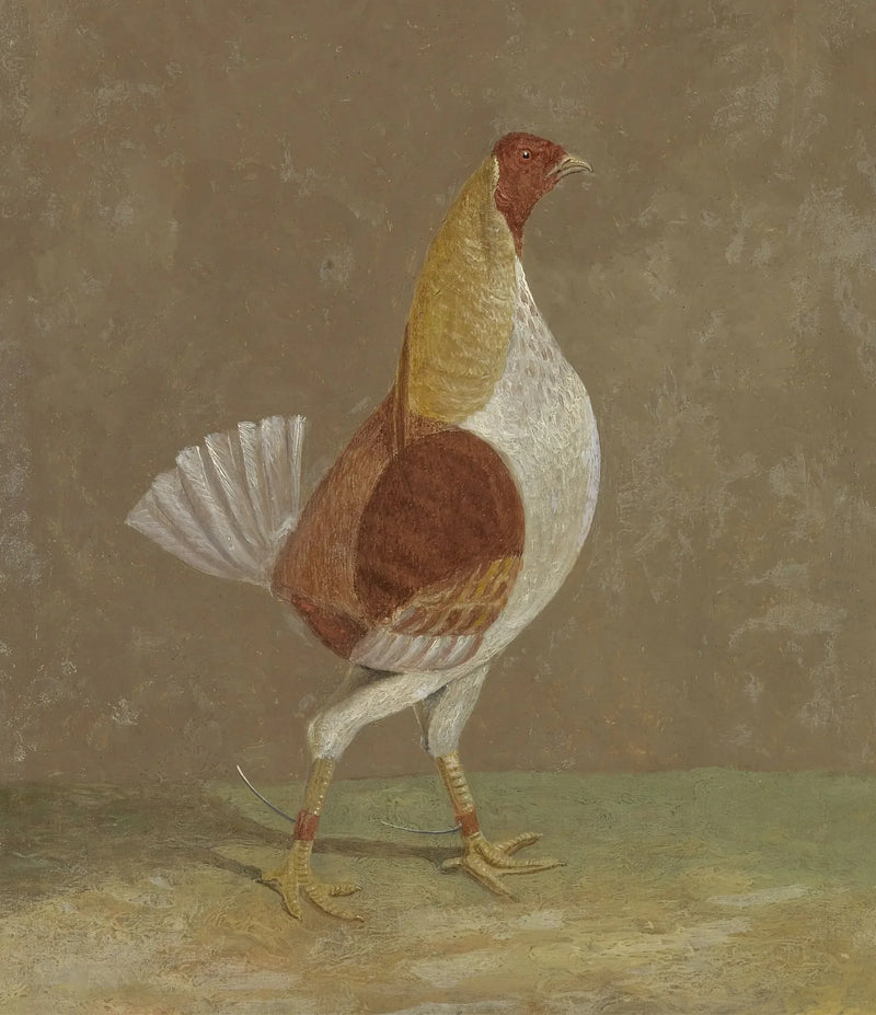 Galli da combattimento: un gallo da combattimento con petto chiaro, rivolto a destra - John Frederick Herring, Sr.