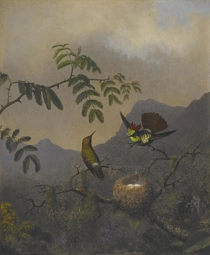Coquette con volant - Martin Johnson Heade