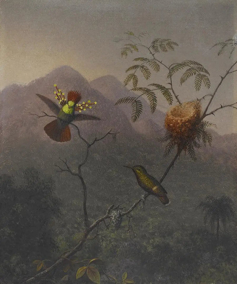 Coquette folta - Martin Johnson Heade