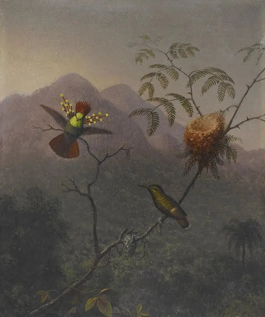 Coquette folta - Martin Johnson Heade