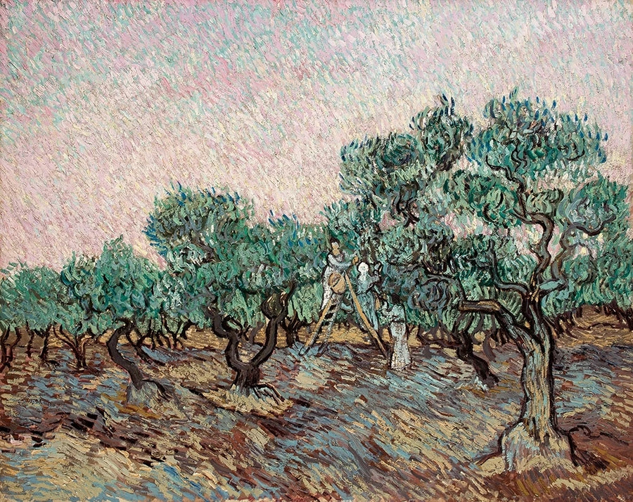 Raccolta delle olive - Vincent van Gogh