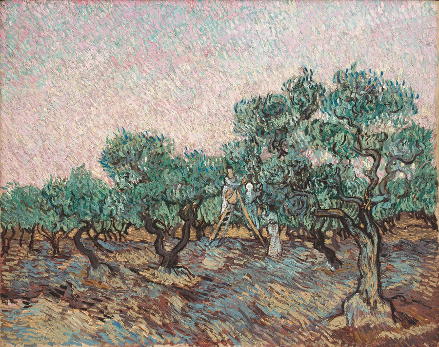 La Raccolta delle olive - Vincent van Gogh