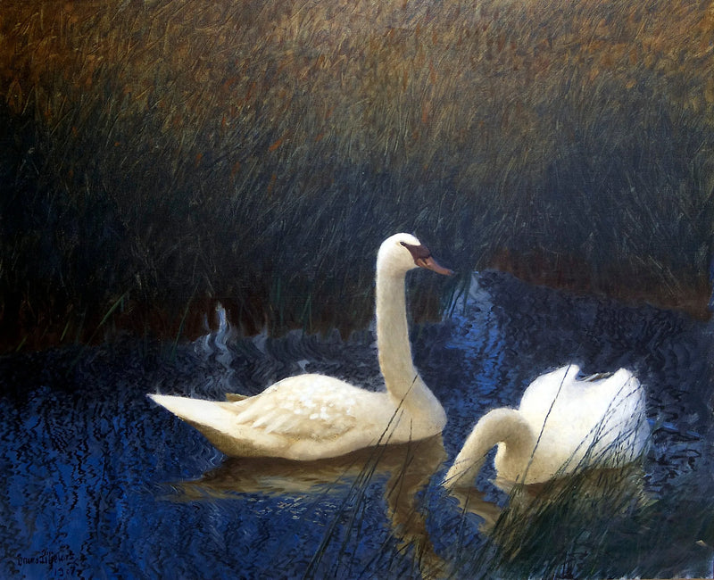 Cigni tra le canne - Bruno Liljefors