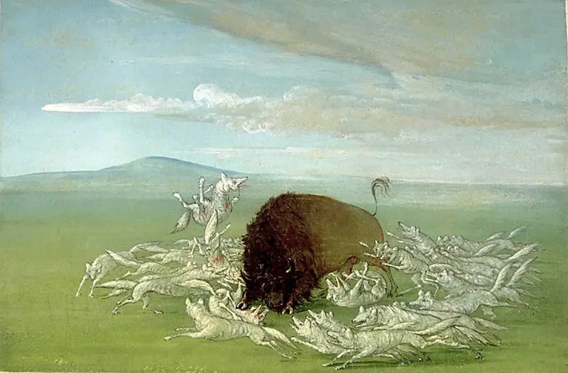 Lupi bianchi attaccano un bisonte maschio - George Catlin