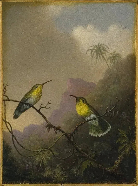 Due colibrì: l'amazili con coda rame - Martin Johnson Heade