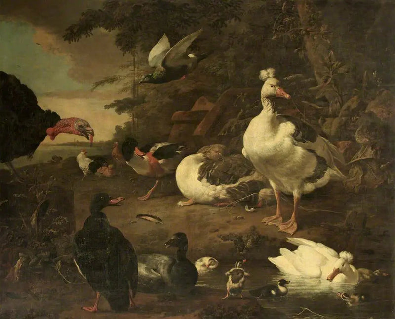 Dindon, oche, tadorne de Belon e altre pollame, in un paesaggio con un ruscello - Melchior de Hondecoeter