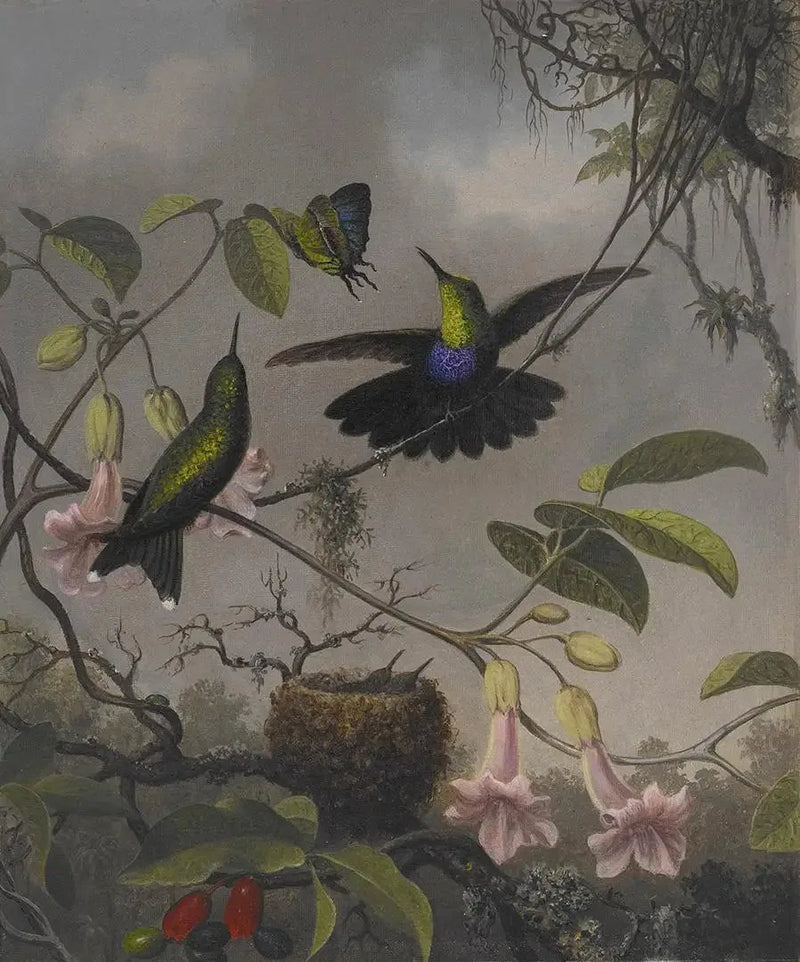 Dryade con coda biforcuta - Martin Johnson Heade
