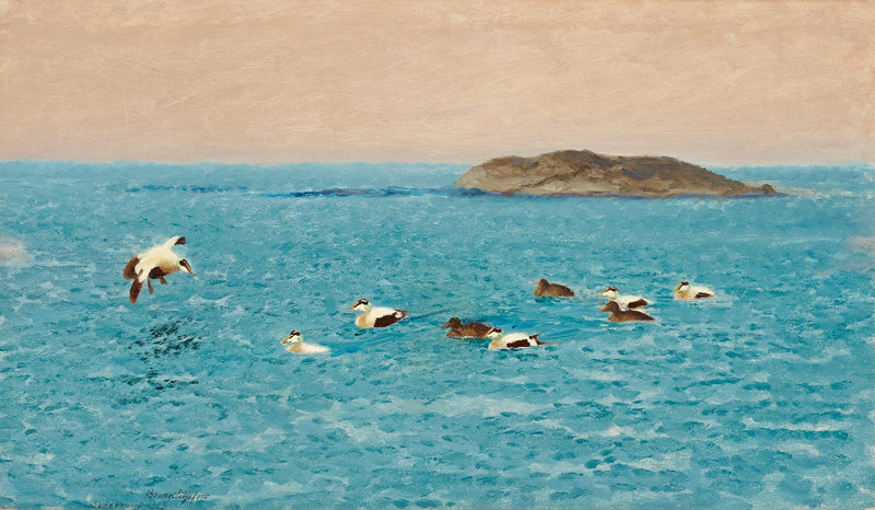 Edredoni comuni nell'arcipelago esterno - Bruno Liljefors