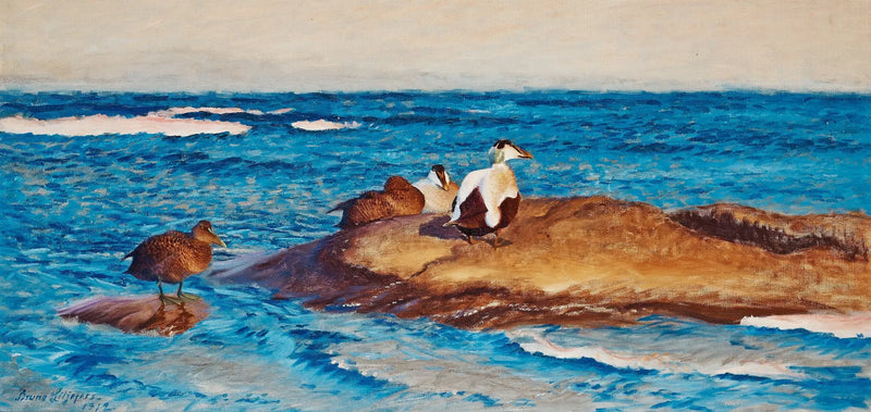 Edredoni sugli isolotti - Bruno Liljefors