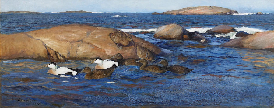Edredoni sugli isolotti rocciosi - Bruno Liljefors