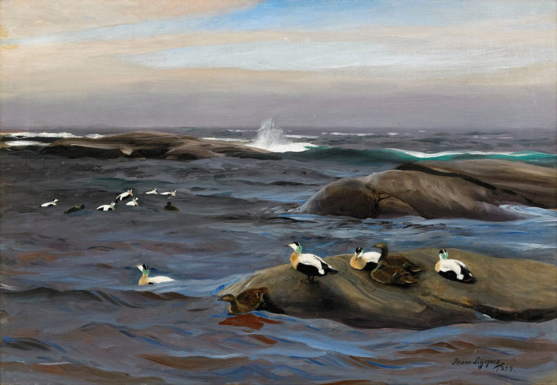 Edredoni su un isolotto roccioso - Bruno Liljefors