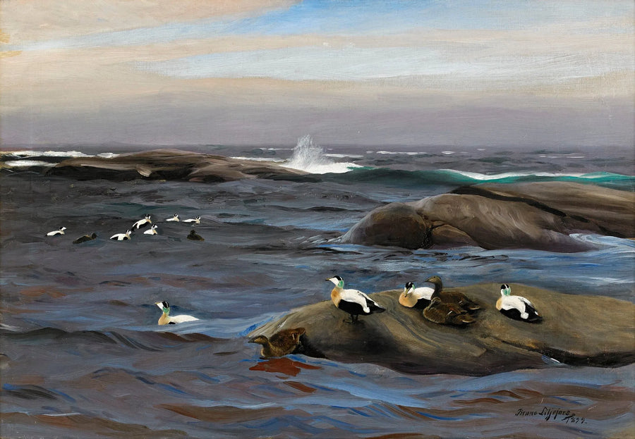 Edredoni su un isolotto roccioso - Bruno Liljefors