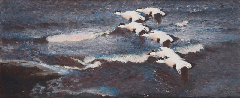 Edredoni tra le onde - Bruno Liljefors