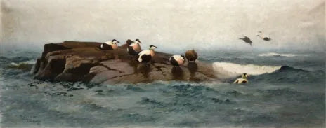 Edredoni sull'isola - Bruno Liljefors