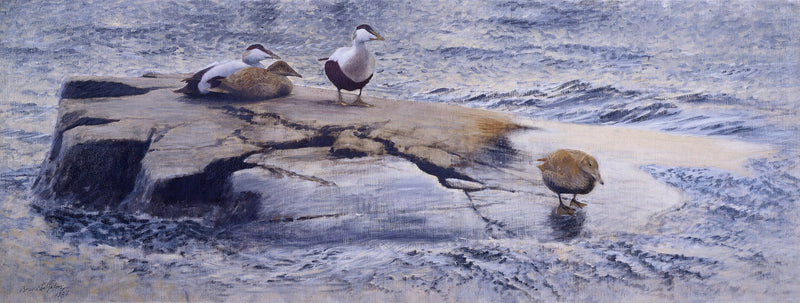 Eiders sullo Skerry - Bruno Liljefors