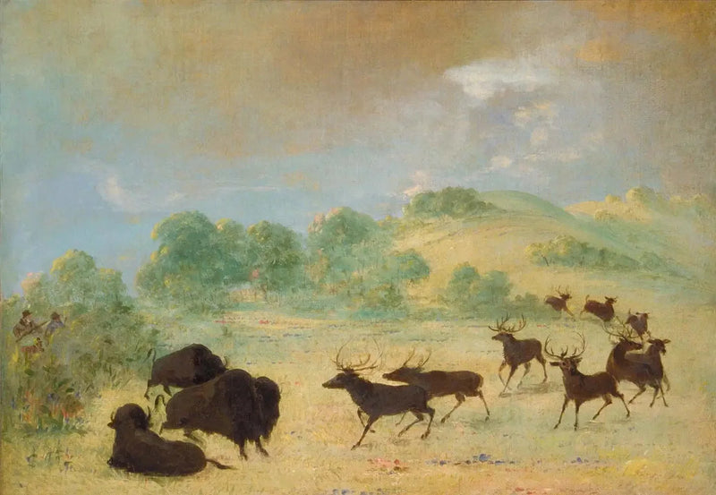 Élan e bisonte che si incontrano, Texas - George Catlin