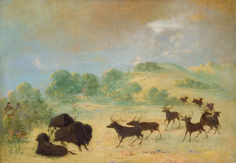Élan e bisonte che si incontrano, Texas - George Catlin