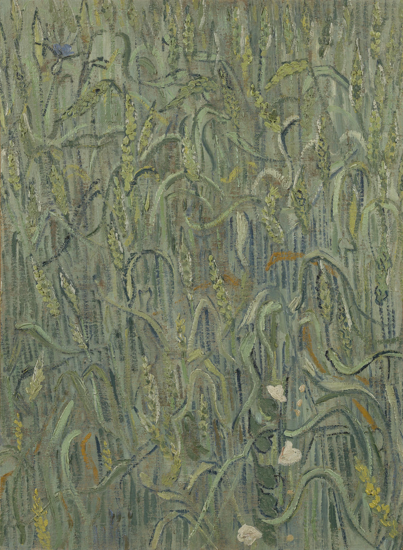 Spighe di grano - Vincent van Gogh