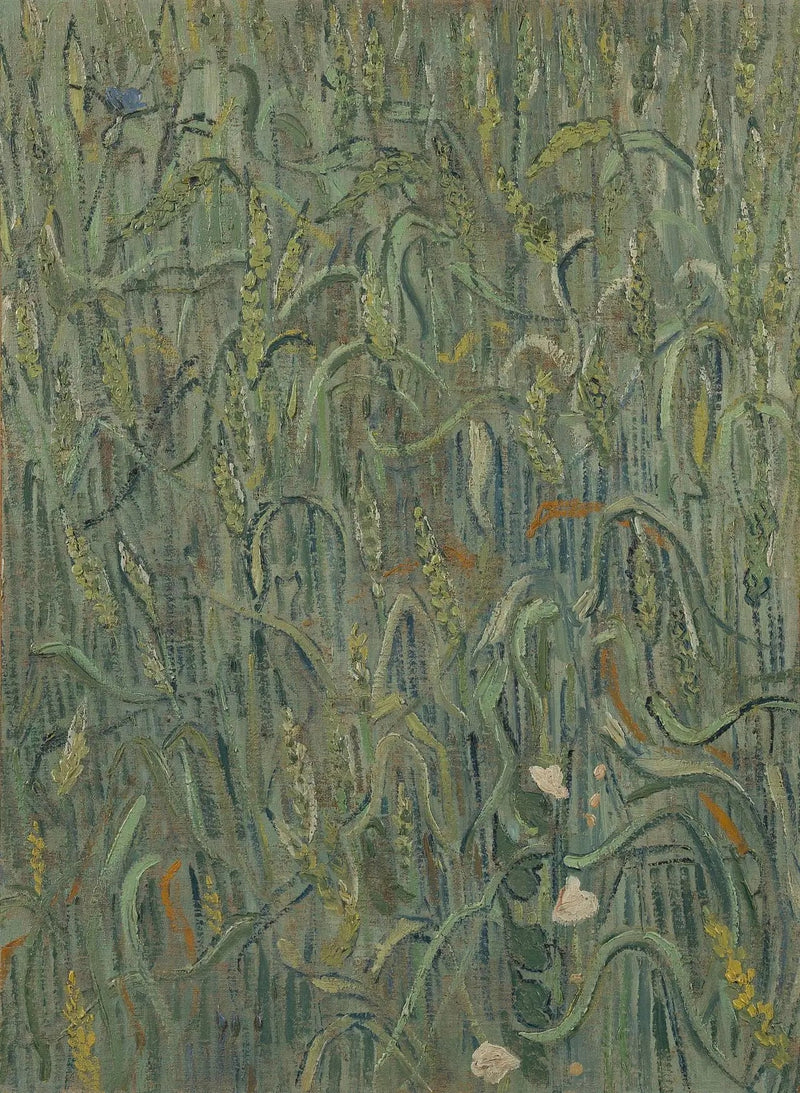 Spighe di grano - Vincent van Gogh