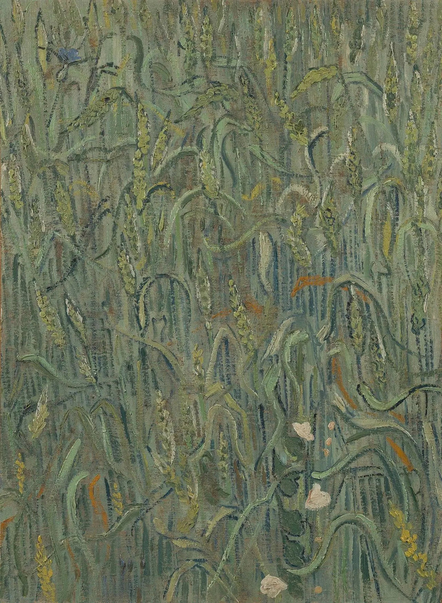 Spighe di grano - Vincent van Gogh