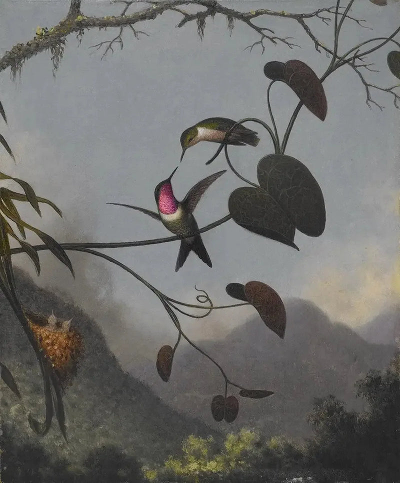 Stella dei boschi ametista - Martin Johnson Heade