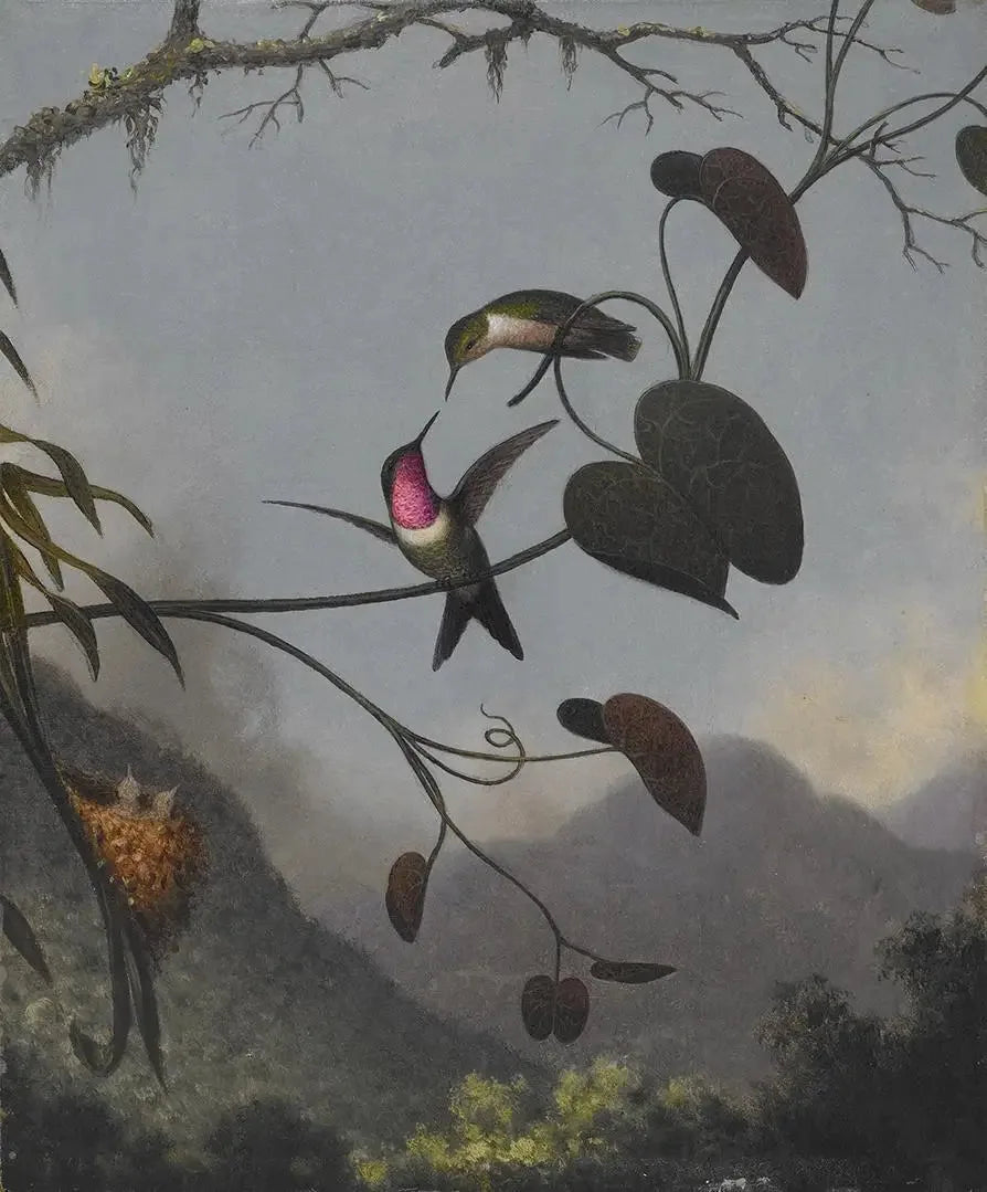 Stella dei boschi ametista - Martin Johnson Heade