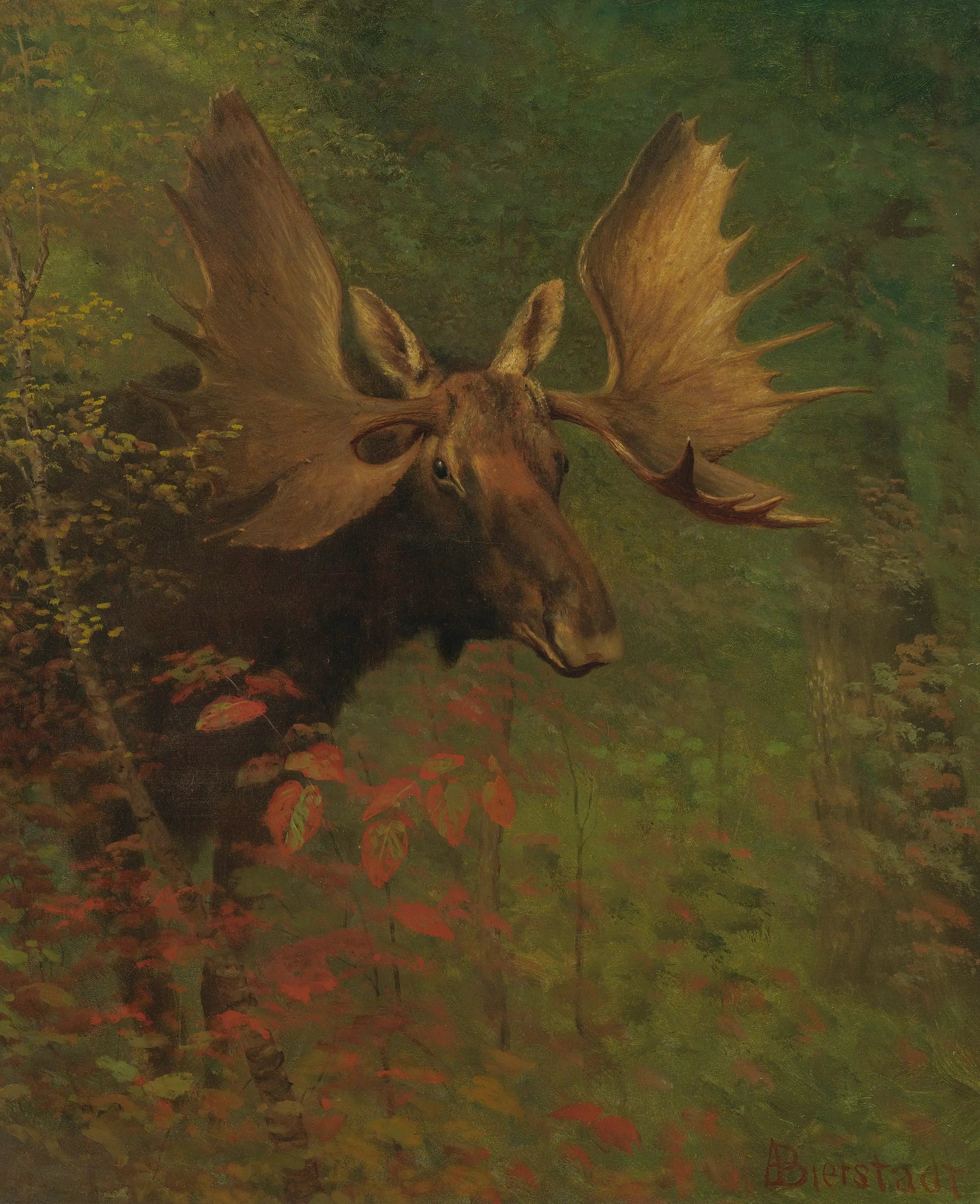 Étude d’un orignal - Albert Bierstadt - Alpha Reproduction