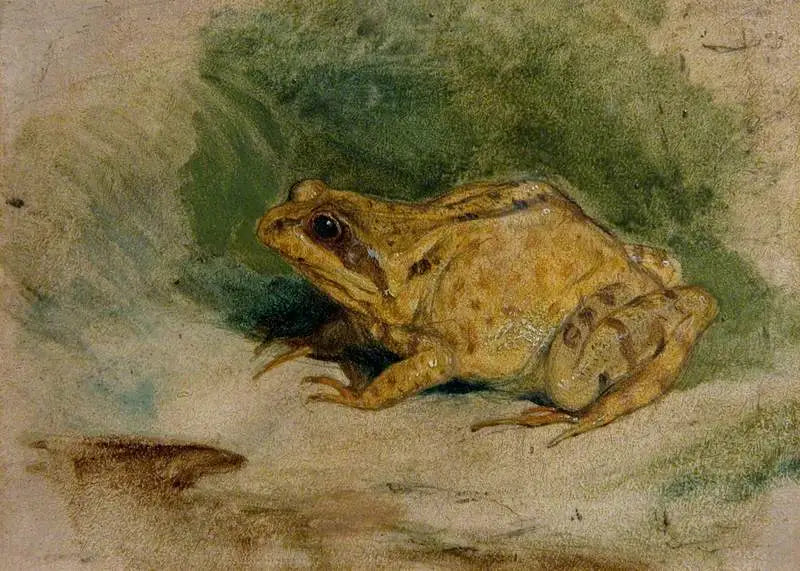 Étude d’une grenouille - Edwin Henry Landseer - Alpha Reproduction
