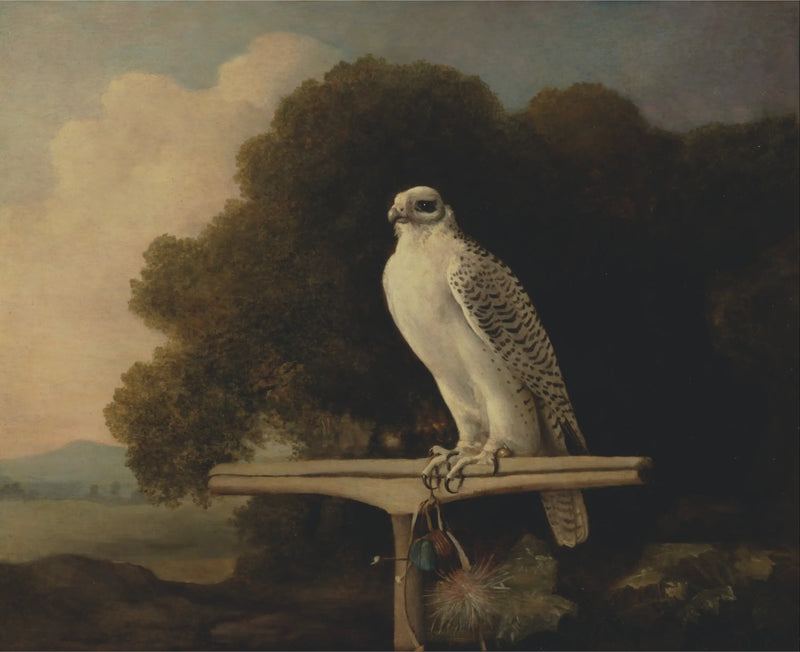 Falco della Groenlandia - George Stubbs
