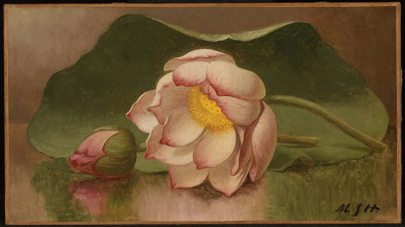 Fiore di loto - Martin Johnson Heade