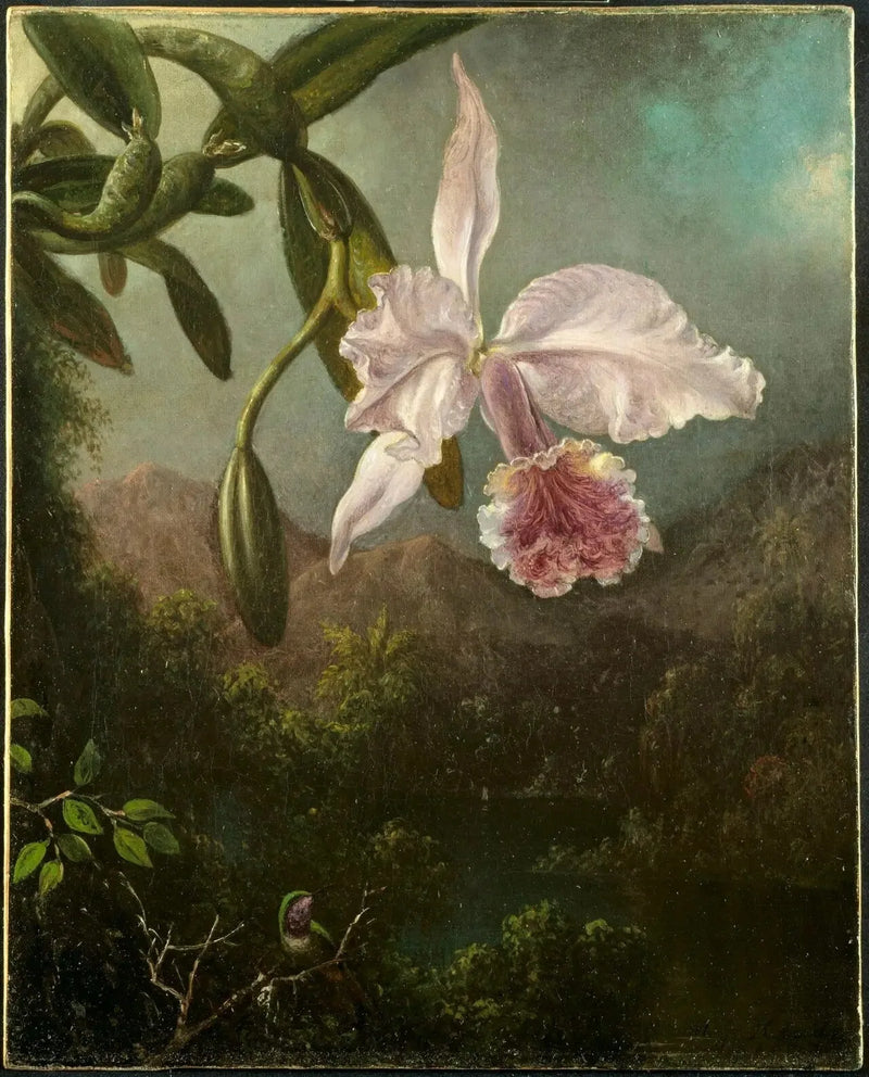 Fiori di orchidee - Martin Johnson Heade
