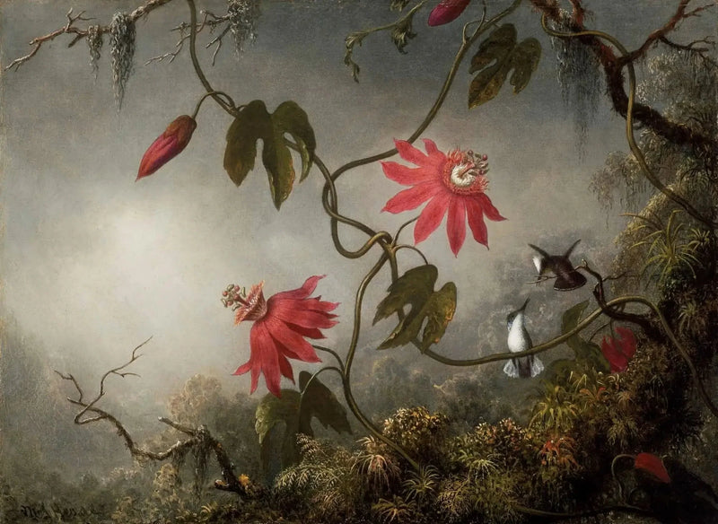 Fiori della passione e colibrì - Martin Johnson Heade