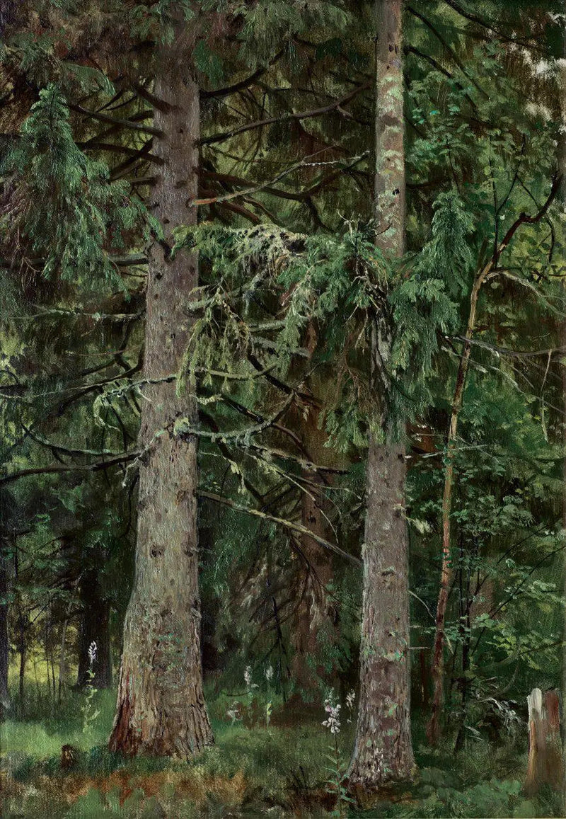 Foresta di abeti - Ivan Chichkine
