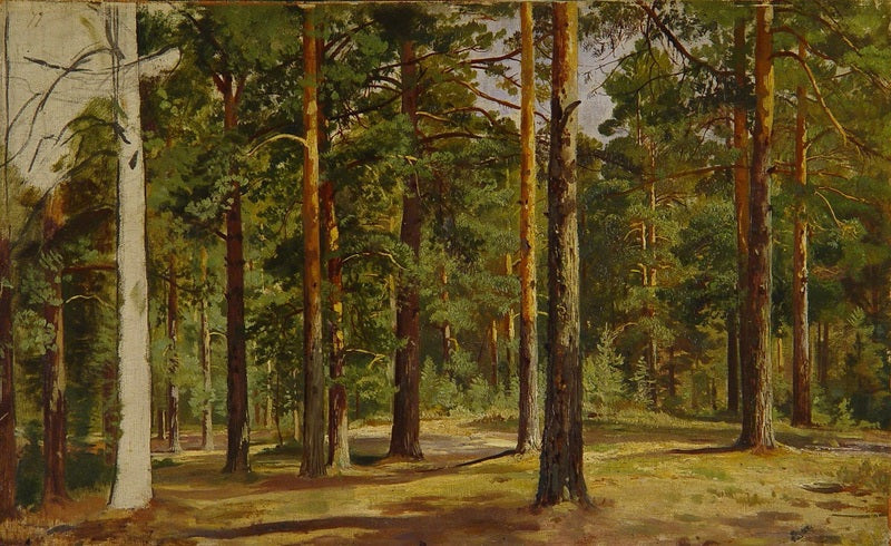 Forêt de pins. Esquisse inachevée - Ivan Chichkine - Alpha Reproduction
