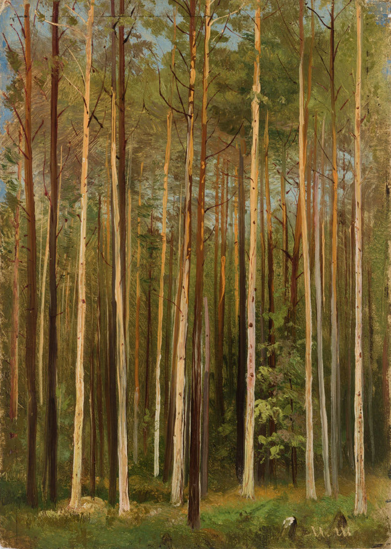 Forêt. Étude - Ivan Chichkine - Alpha Reproduction