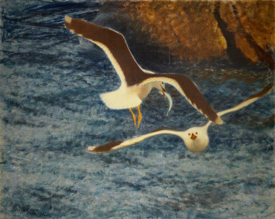 Gabbiani marroni in volo - Bruno Liljefors