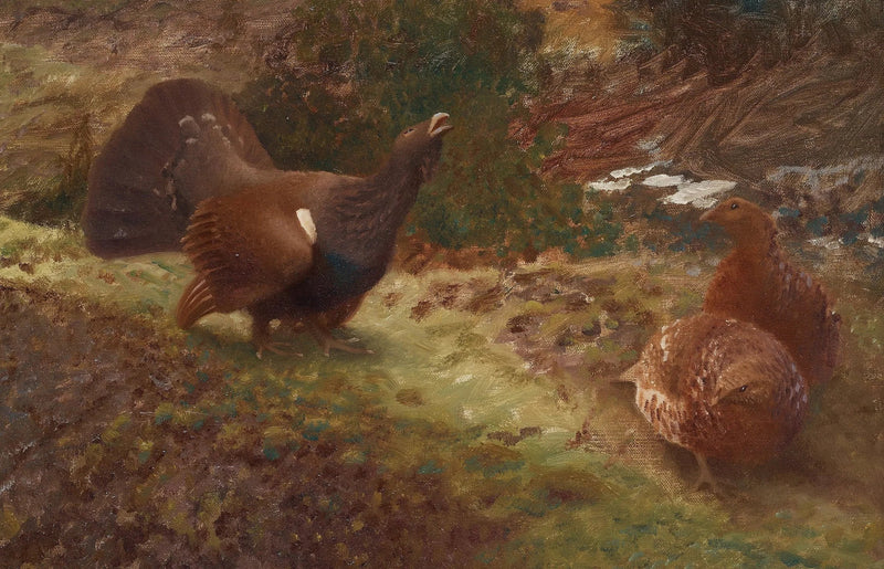 Gallo cedrone occidentale a lekking - Bruno Liljefors