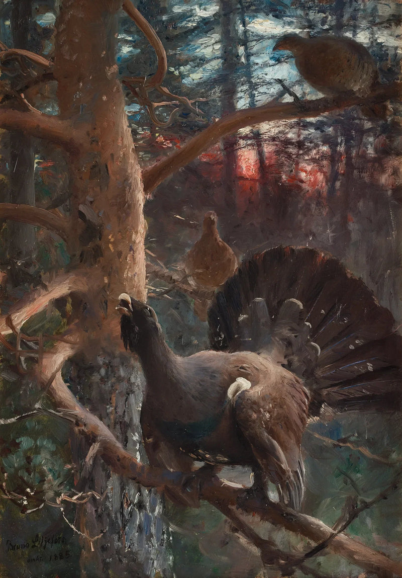 Gallo cedrone in corteggiamento - Bruno Liljefors