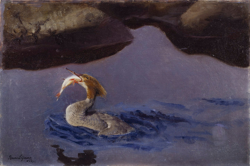 Smergo femmina - Bruno Liljefors