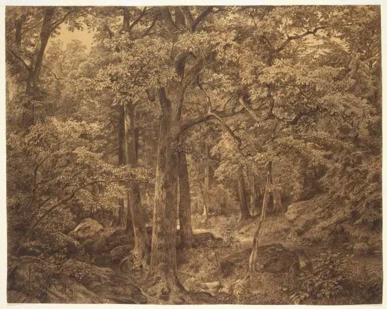 Interno della foresta - William Trost Richards