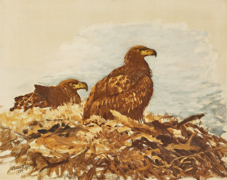 Giovani aquile di mare dalla coda bianca - Bruno Liljefors