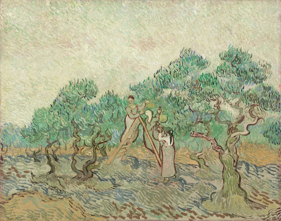 La Raccolta delle olive - Vincent van Gogh