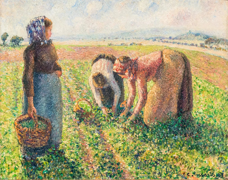 La raccolta dei piselli, Éragny - Camille Pissarro